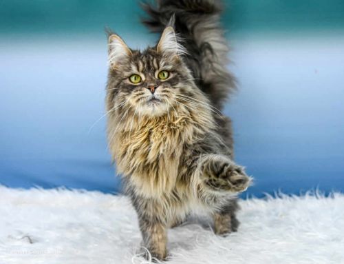 Lexy of Maine Coon Castle