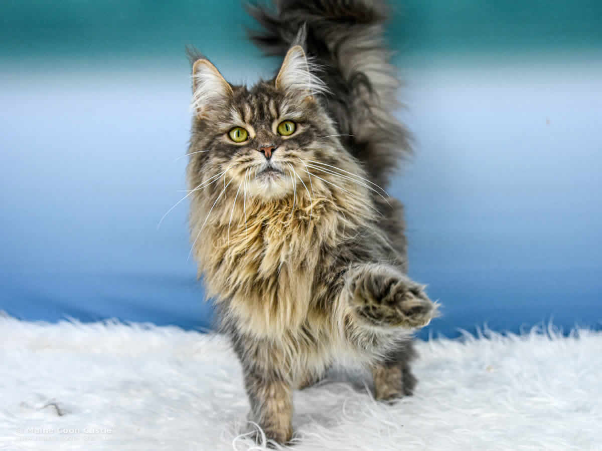 Maine Coon Katze Lexy 2 Jahre und 5 Monate alt