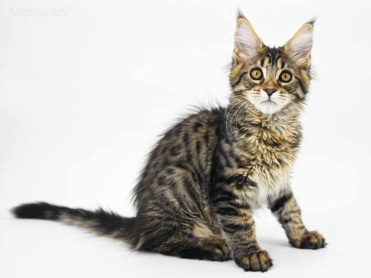 Maine Coon Baby Lilly 16 Wochen