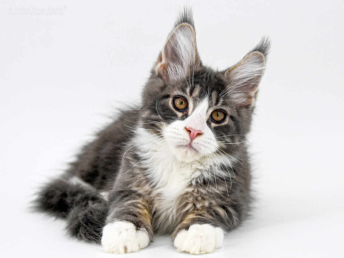 Maine Coon Kater Max Maine Coon Kitten