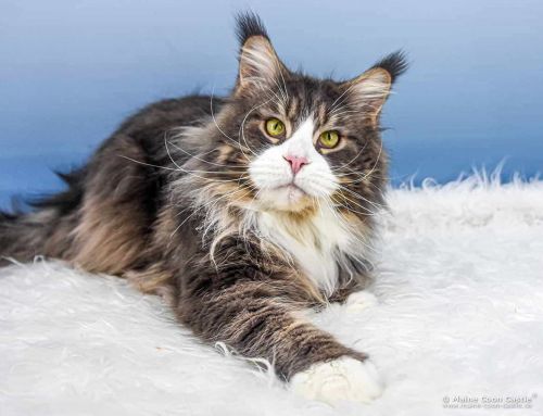 Max of Maine Coon Castle
