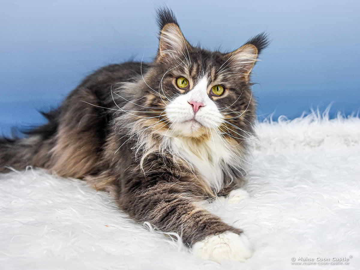 Max of Maine Coon Castle Max of Maine Coon Castle