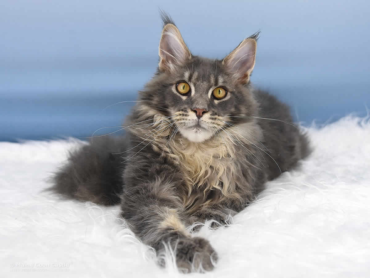 Maine Coon Kater Buddy Jun of Maine Coon Castle