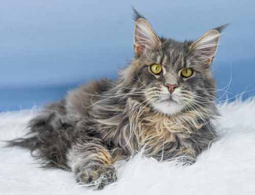 Buddy Jun. of Maine Coon Castle
