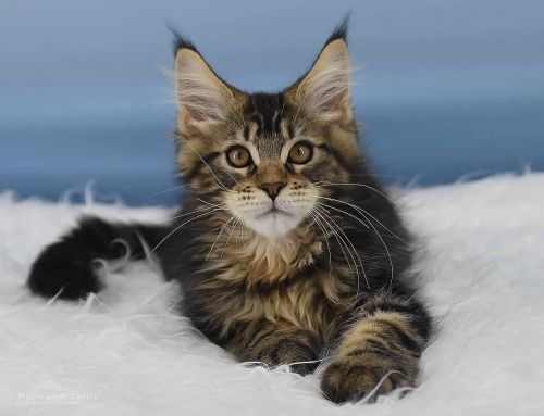 Maine Coon Kitten Nick of Maine Coon Castle