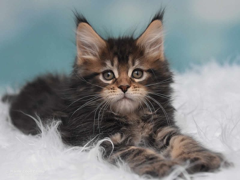 Unterschied Main Coon Und Main Coon Xxl XXL Maine Coon Kitten kaufen - Nick of Maine Coon Castle