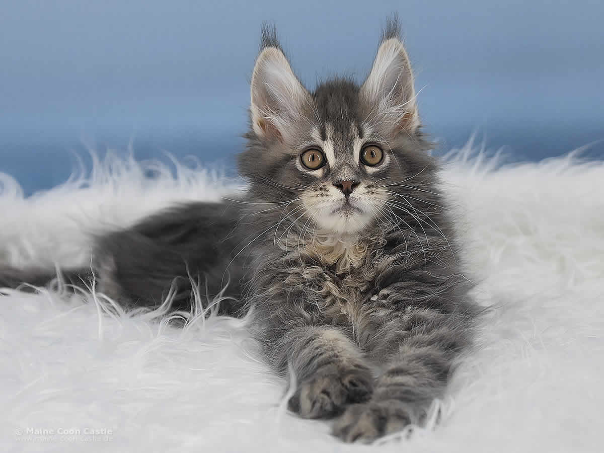 Maine Coon Kitten Noby 10 Wochen alt