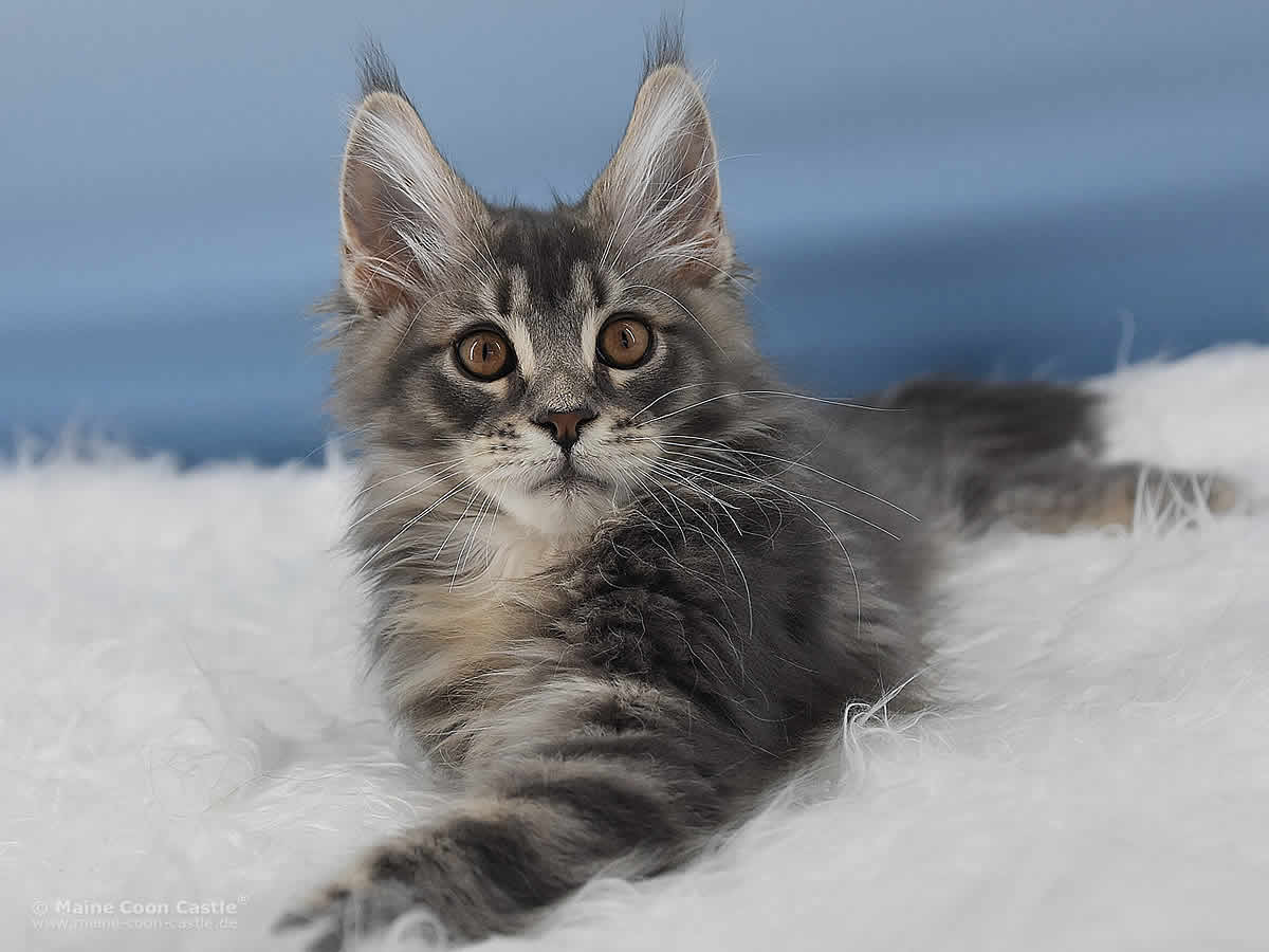 Maine Coon Kitten Noby 14 Wochen alt