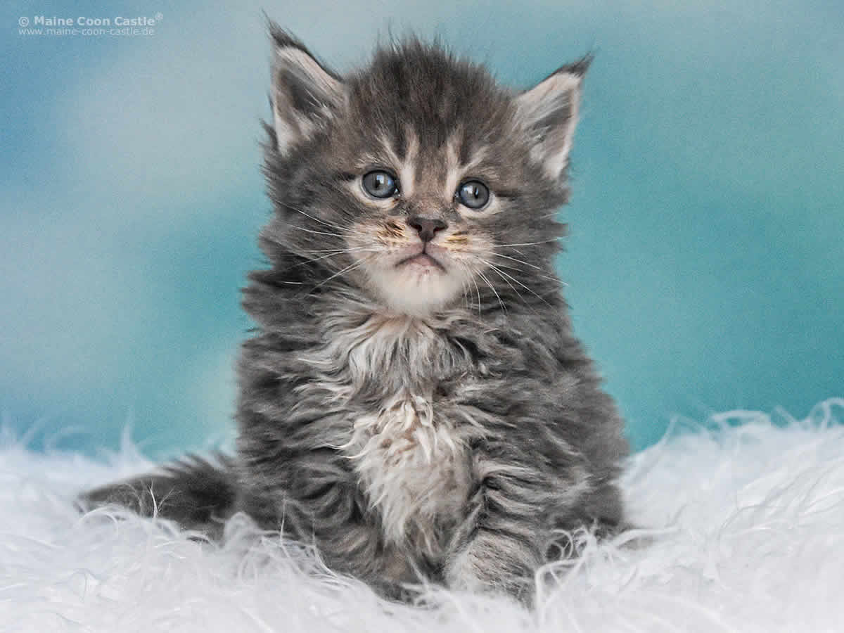 Maine Coon Kitten Noby 4 Wochen alt