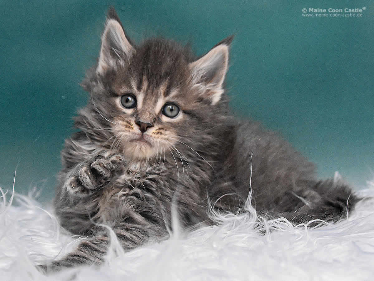 Maine Coon Kitten Noby 5 Wochen alt