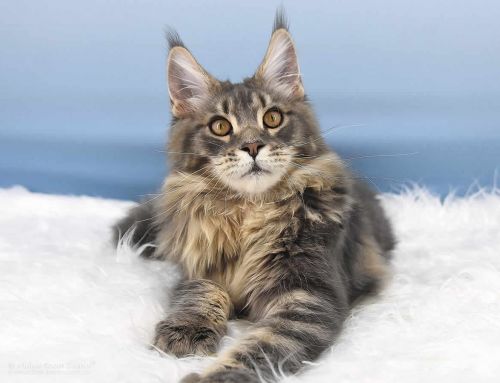 Noby of Maine Coon Castle