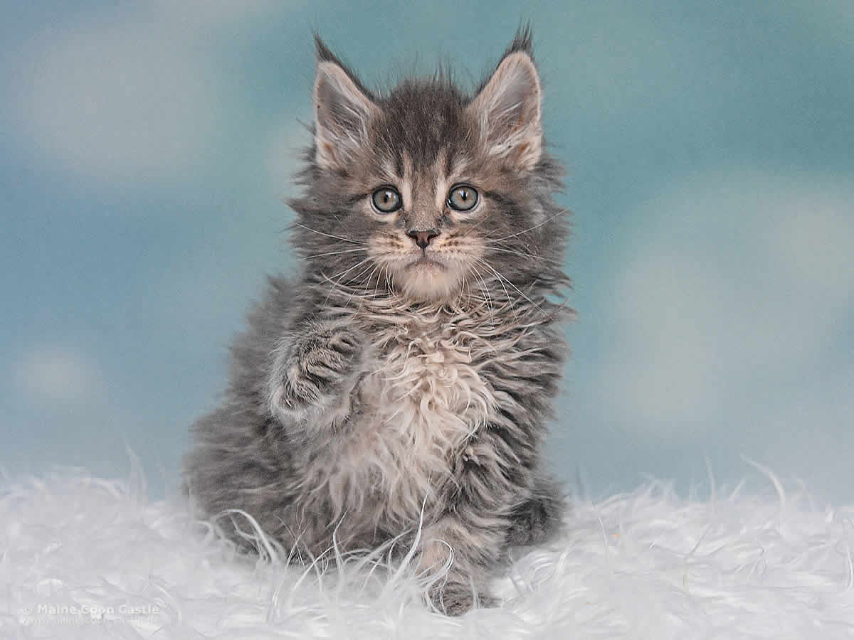 Maine Coon Kitten Noby 6 Wochen alt
