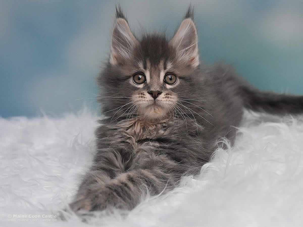 Maine Coon Kitten Noby 8 Wochen alt