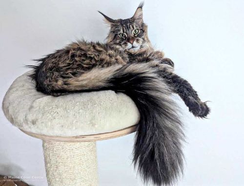 Noel of Maine Coon Castle