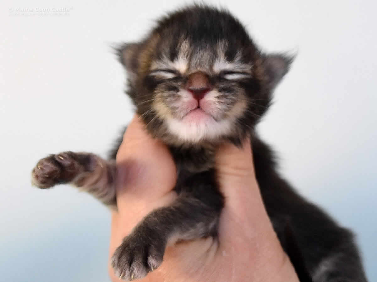 Maine Coon Kitten Ole 1 Woche