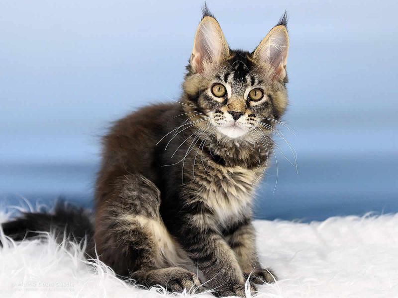 Maine Coon Kitten ⋆ O3 Wurf ⋆ Maine Coon kaufen