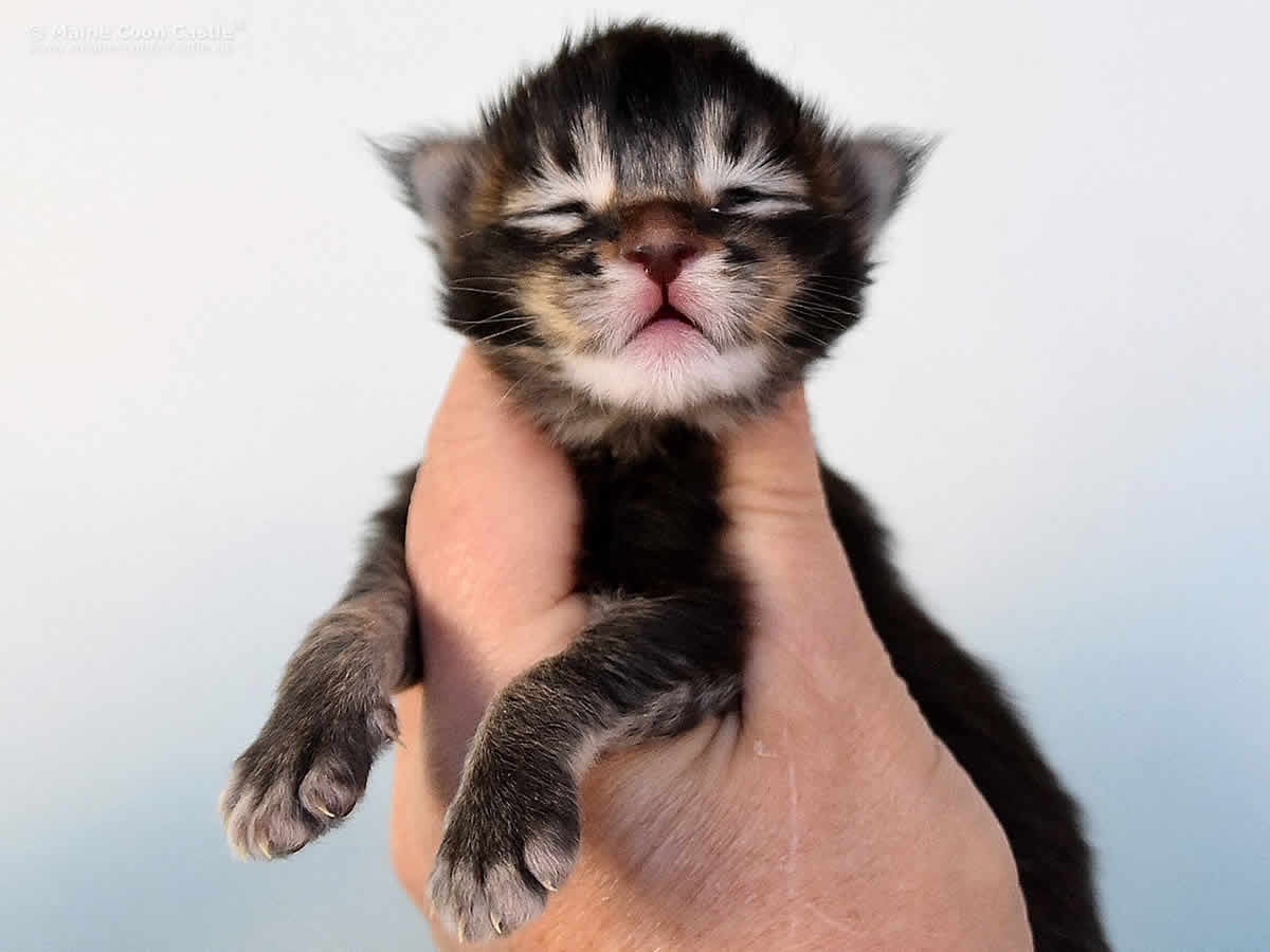 Maine Coon Kitten Oli 1 Woche