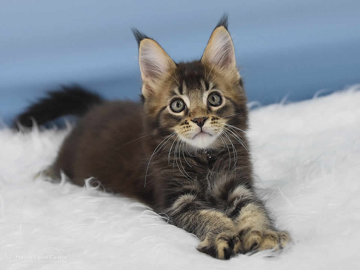 Maine Coon Kitten Oli 11 Wochen alt