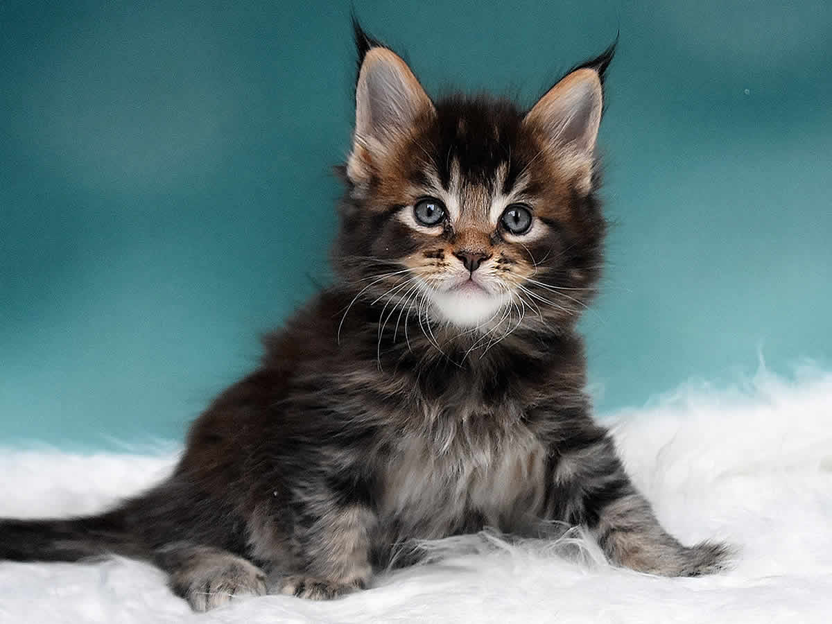 Maine Coon Kitten Oli 6 Wochen alt