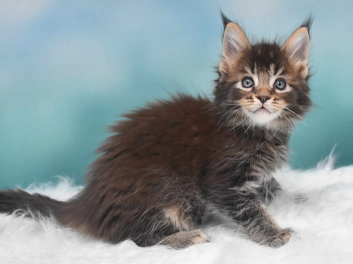 Maine Coon Kitten Oli 7 Wochen alt