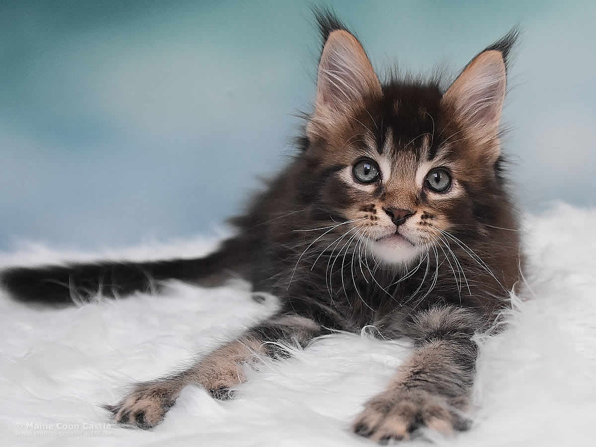 Maine Coon Kitten Oli 8 Wochen alt