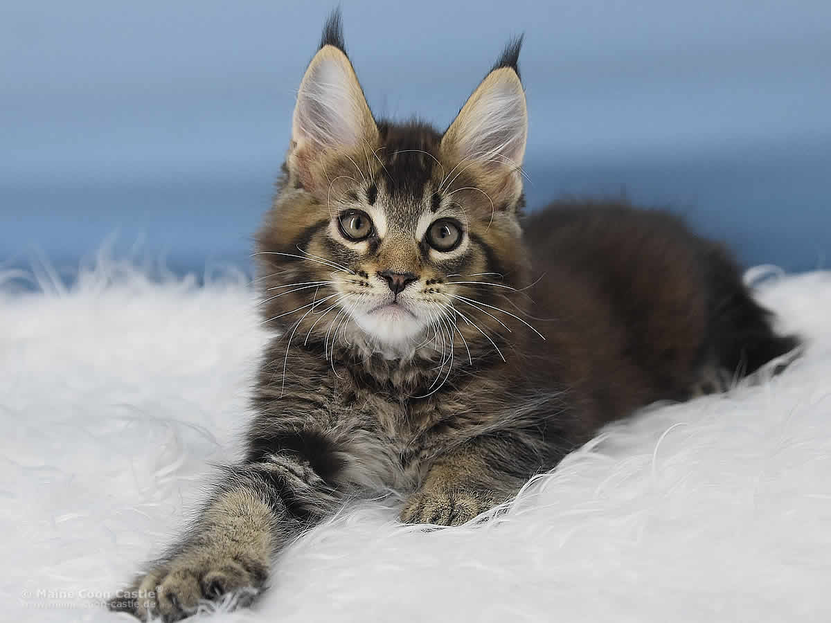 Maine Coon Kitten Ozzy 11 Wochen alt