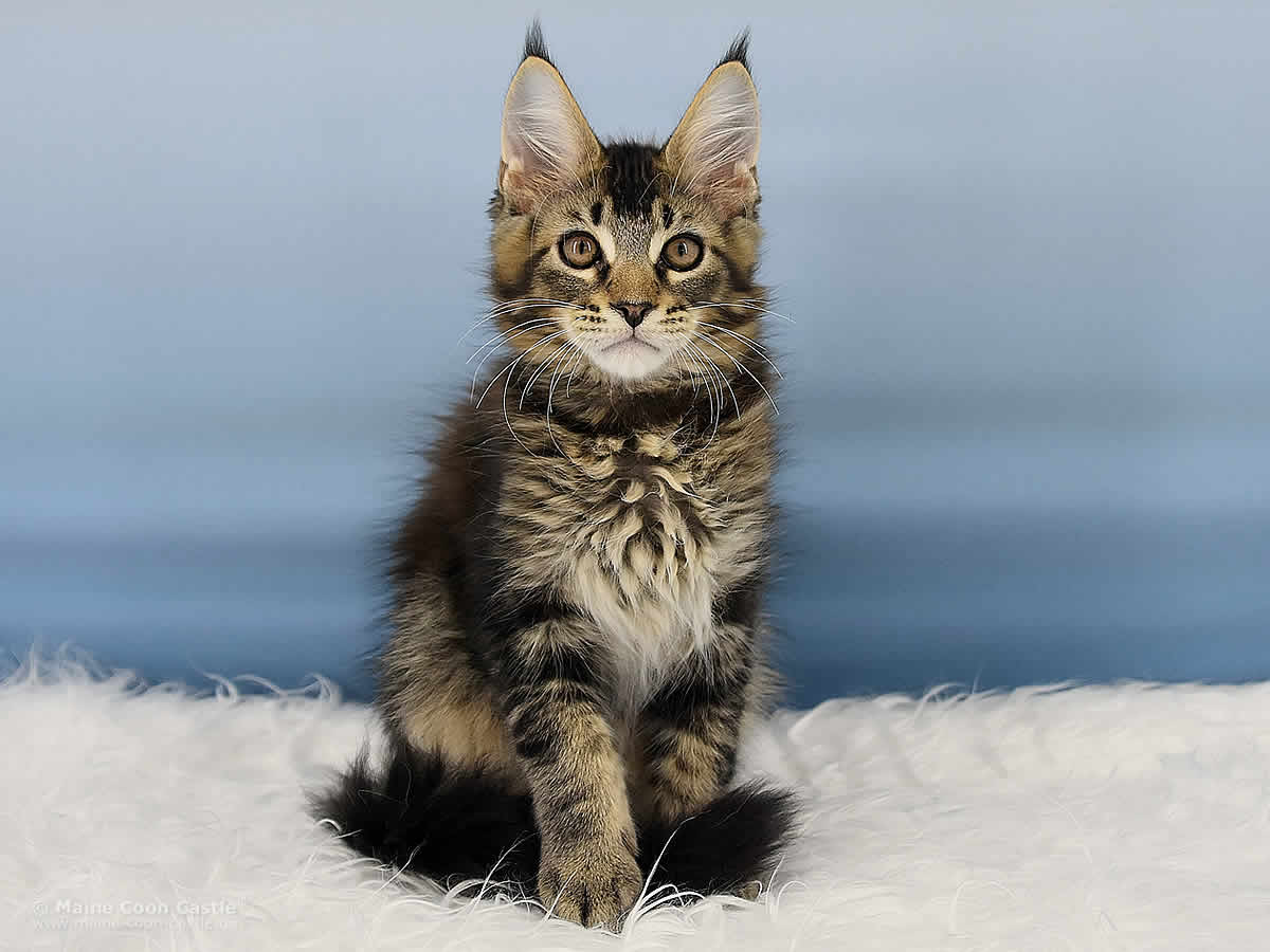 Maine Coon Kitten Ozzy 14 Wochen alt