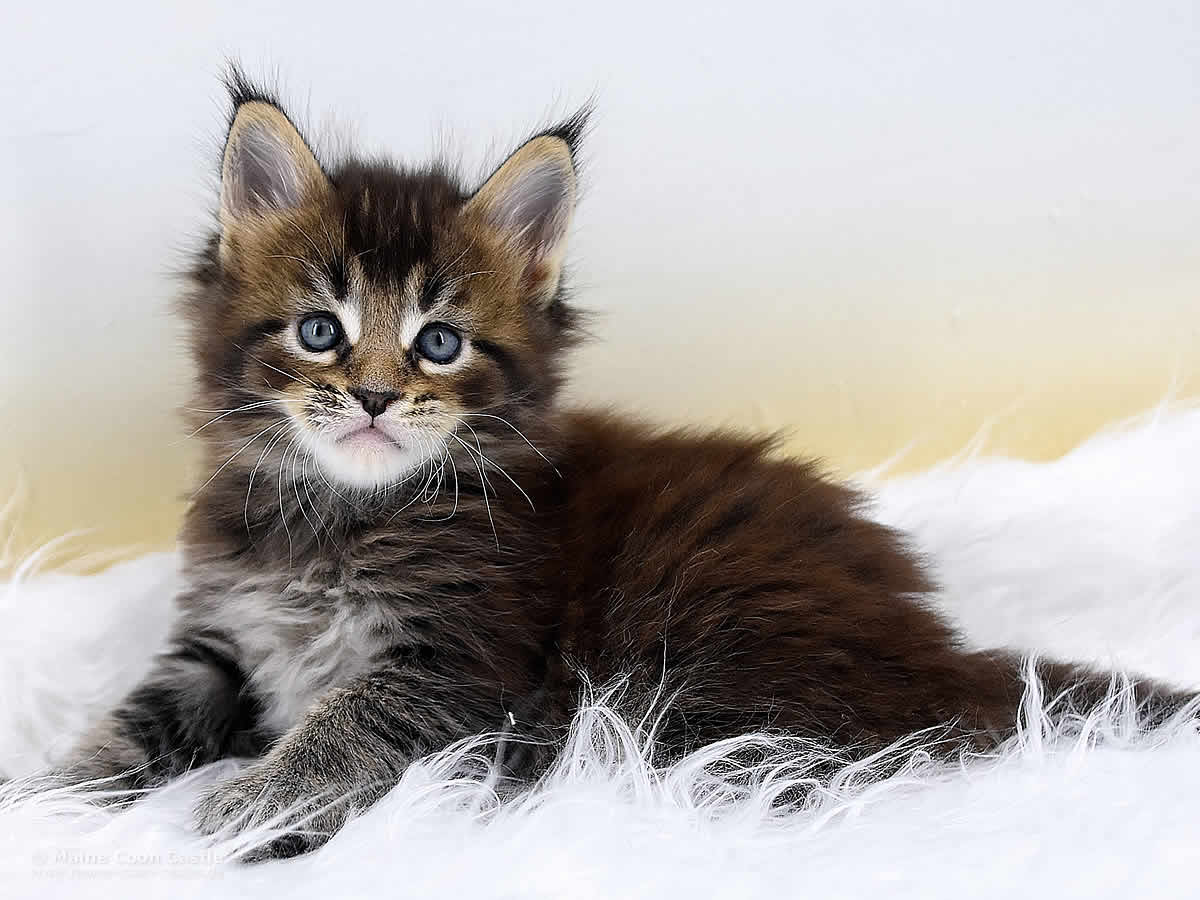 Maine Coon Kitten Ozzy 5 Wochen alt