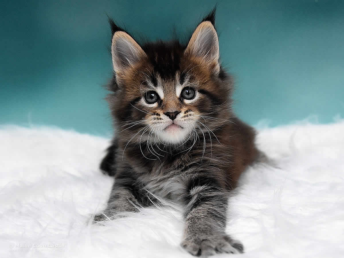Maine Coon Kitten Ozzy 6 Wochen alt