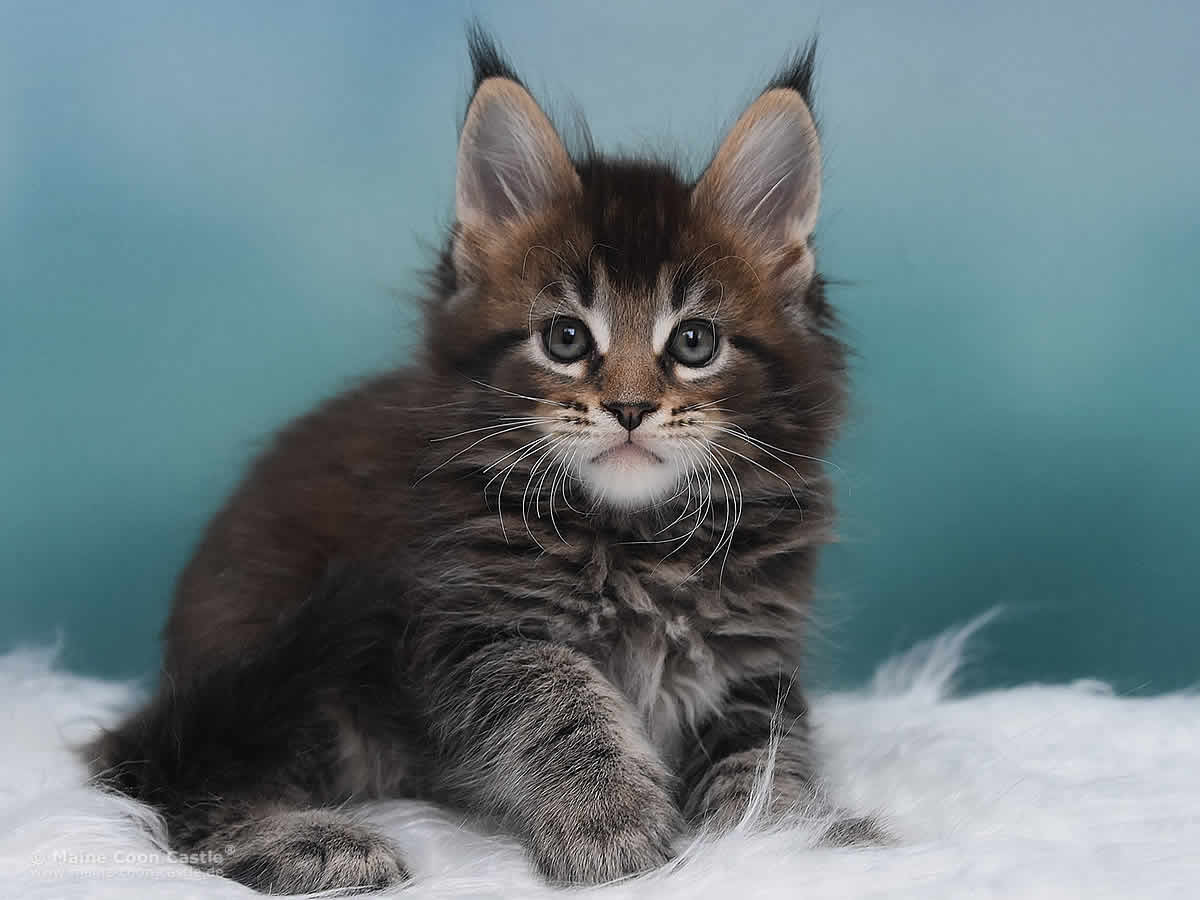 Maine Coon Kitten Ozzy 7 Wochen alt