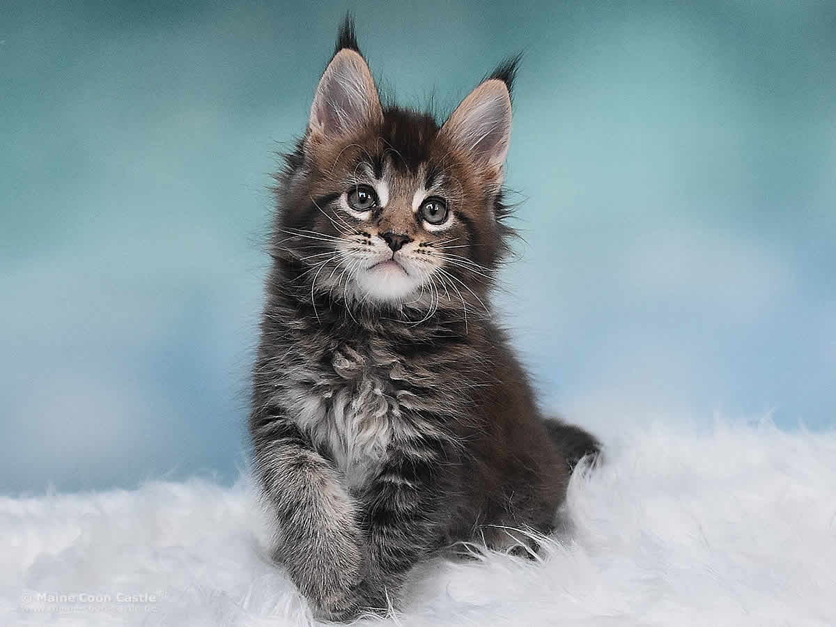 Maine Coon Kitten Ozzy 8 Wochen alt