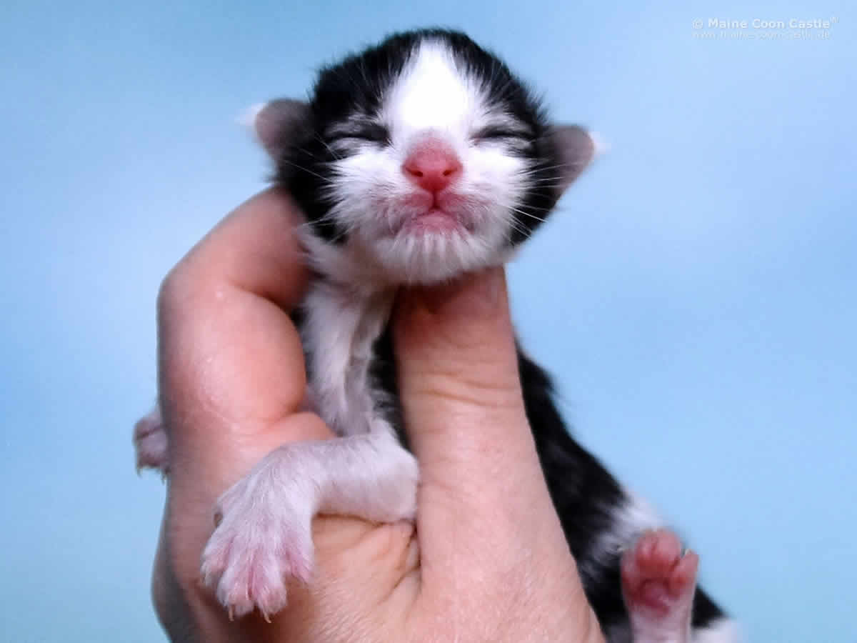 Maine Coon Kitten Pelle 1 Tag