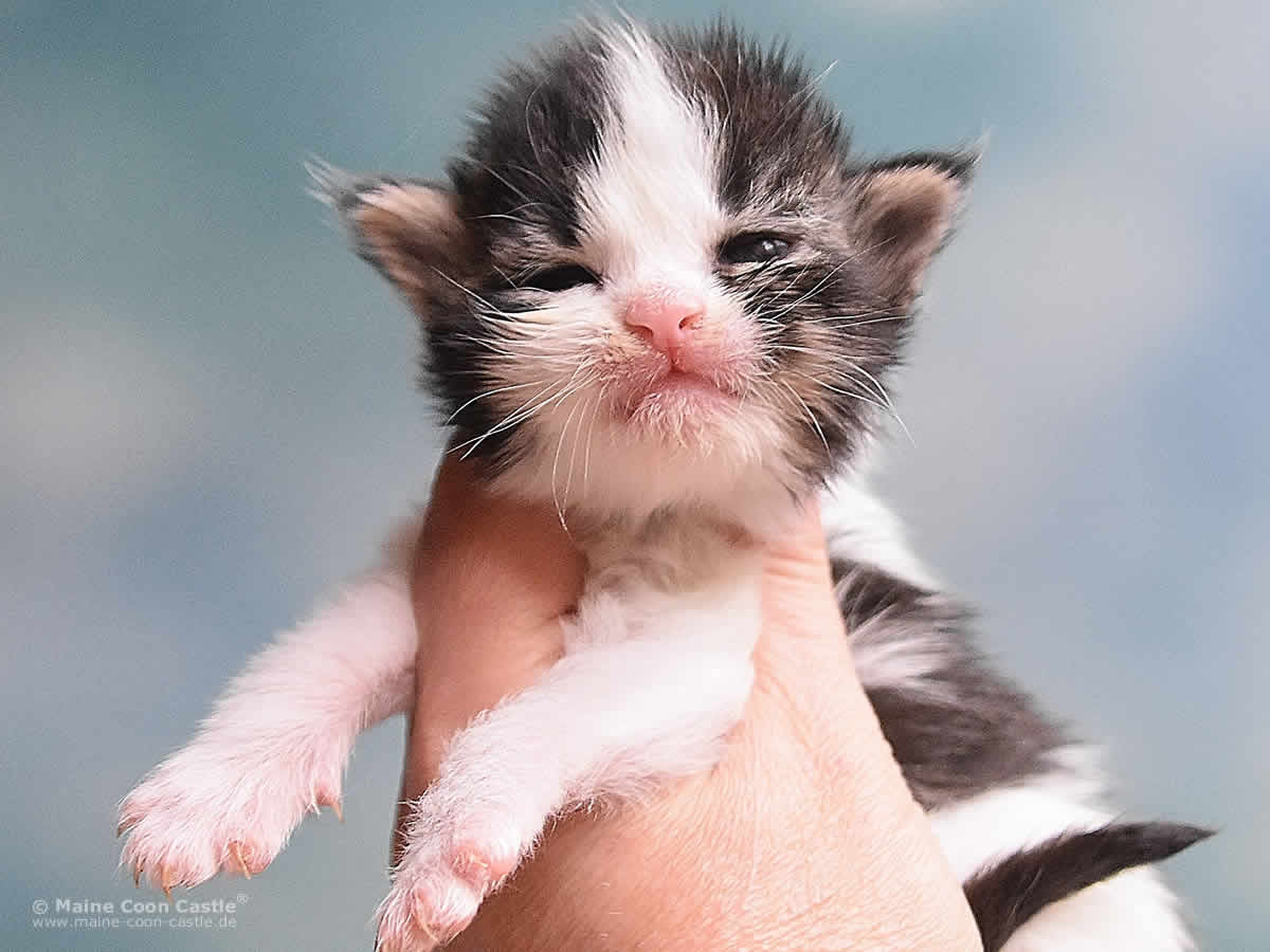 Maine Coon Kitten Pelle 2 Wochen
