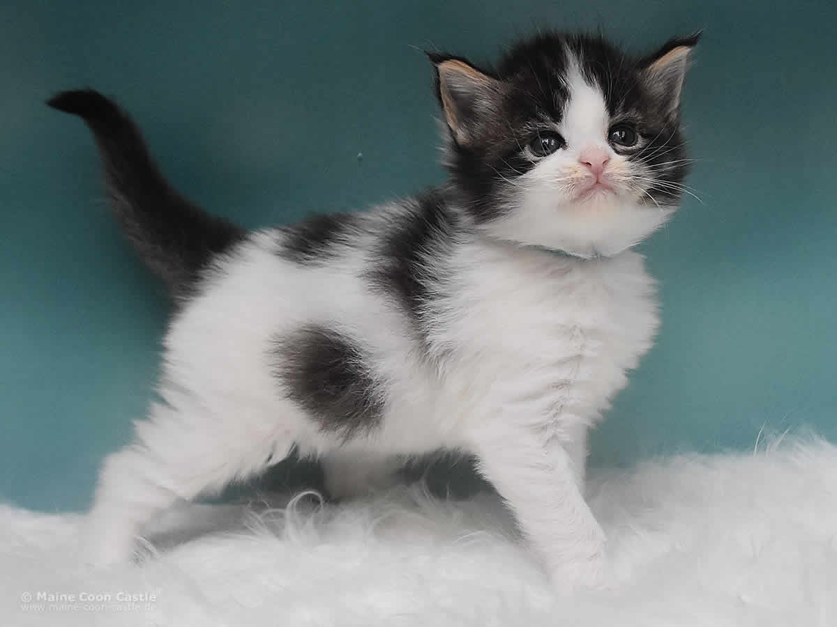 Maine Coon Kitten Pelle 4 Wochen alt