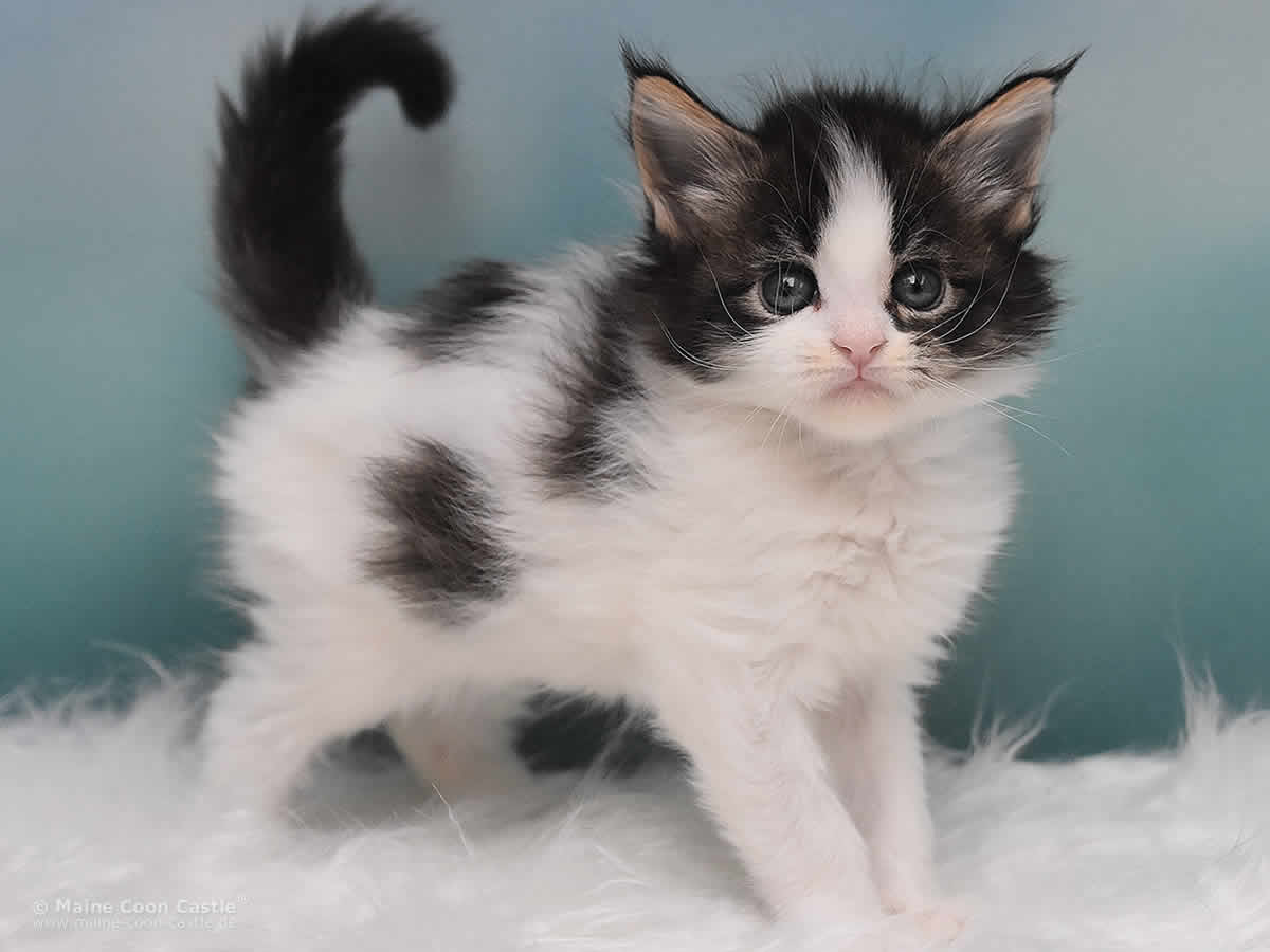 Maine Coon Kitten Pelle 5 Wochen alt