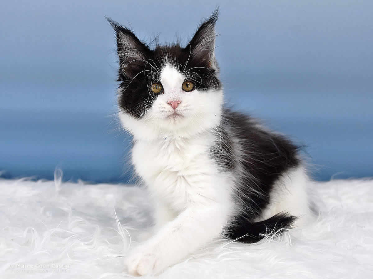 Maine Coon Kitten Pepa 10 Wochen alt
