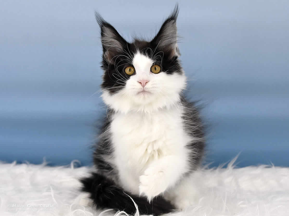 Maine Coon Kitten Pepa 12 Wochen alt
