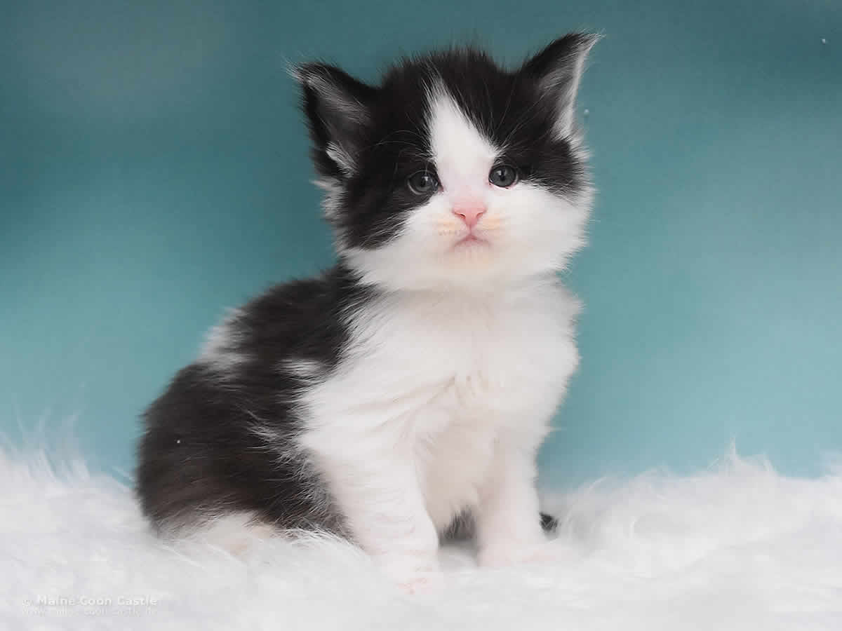 Maine Coon Kitten Pepa 4 Wochen alt