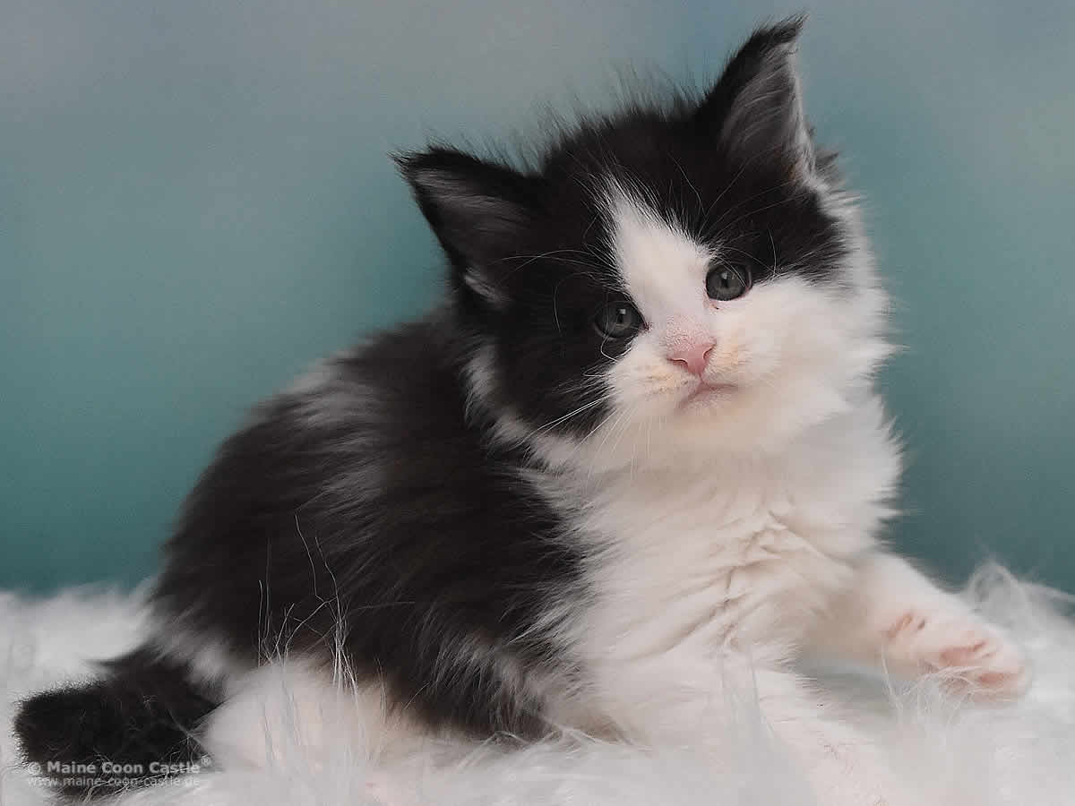 Maine Coon Kitten Pepa 5 Wochen alt