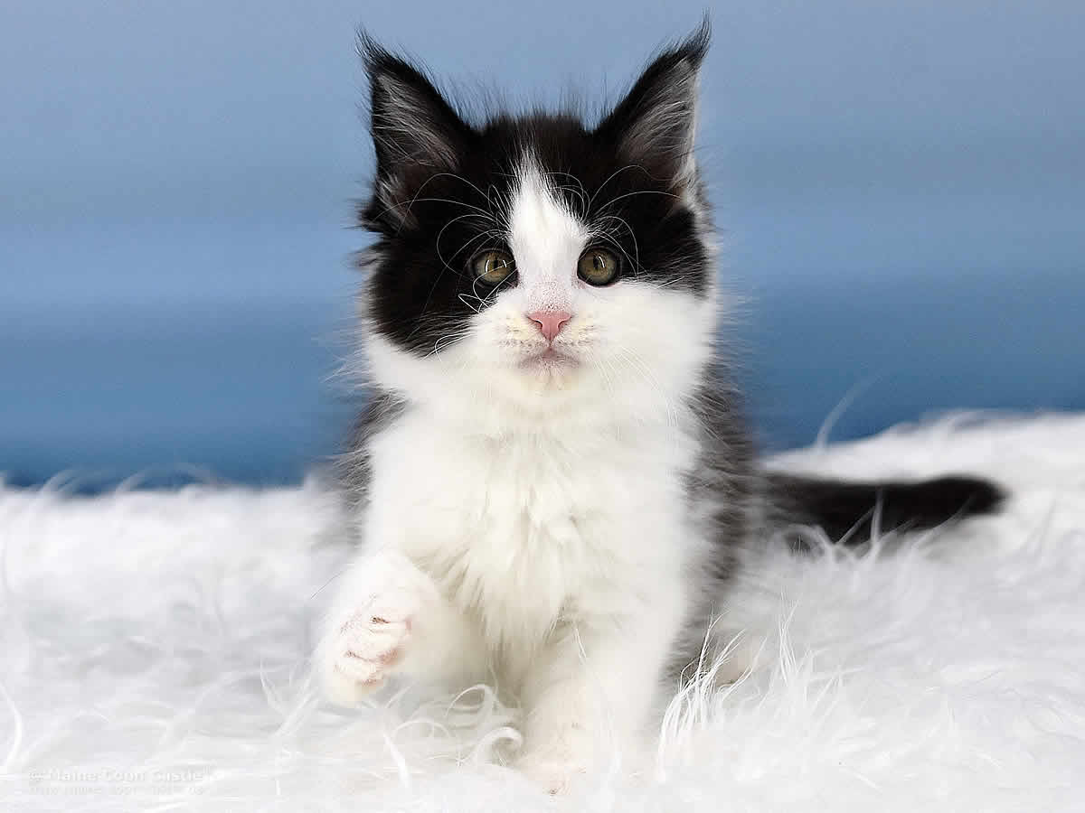 Maine Coon Kitten Pepa 8 Wochen alt