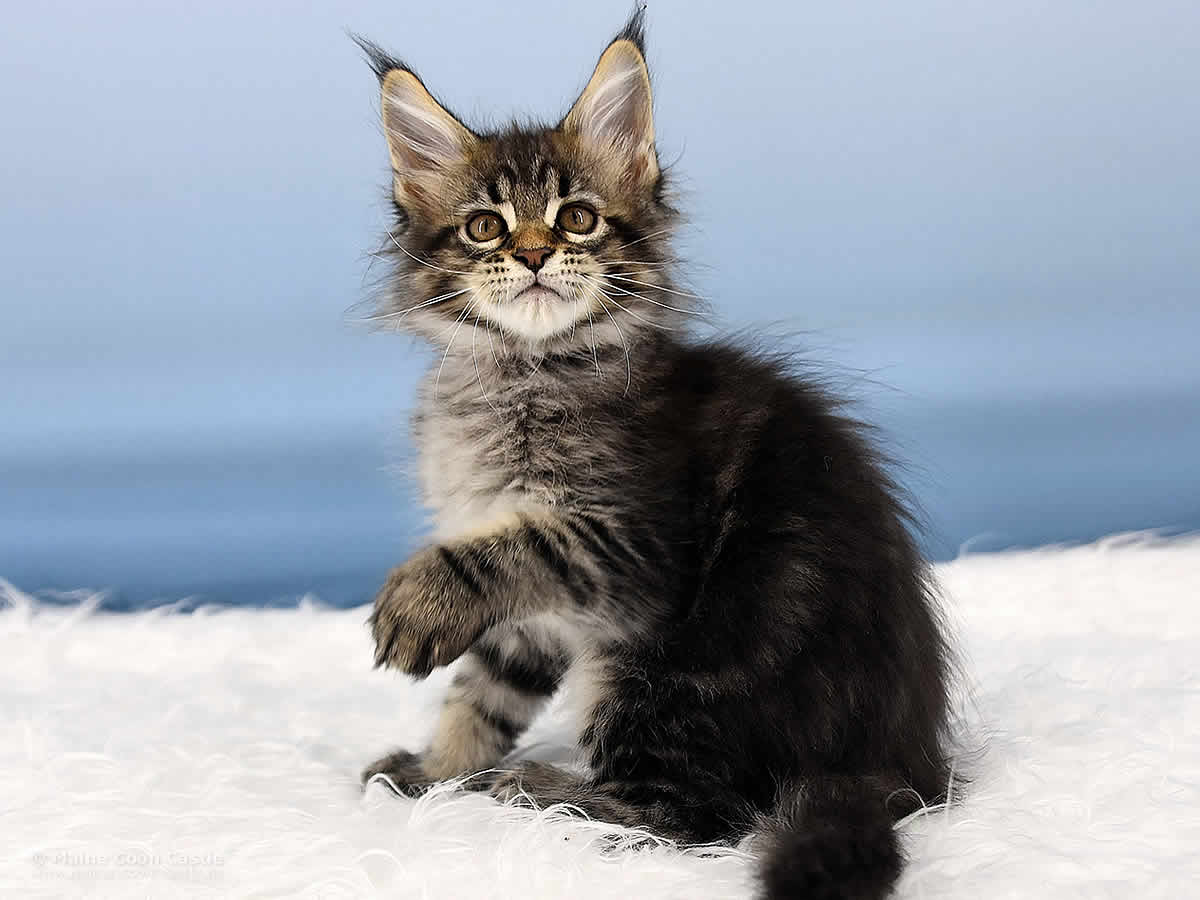 Maine Coon Kitten Peppo 10 Wochen alt