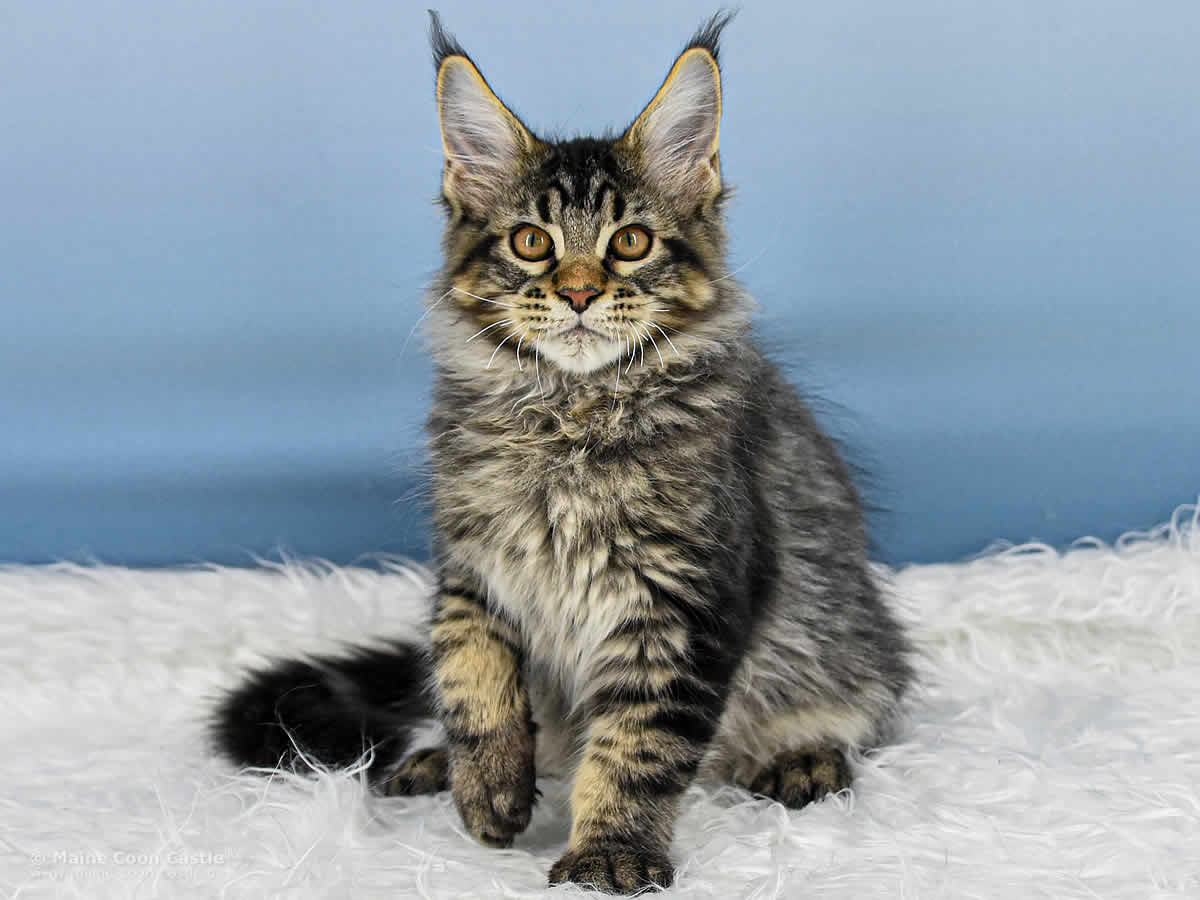Maine Coon Kitten Peppo 16 Wochen alt