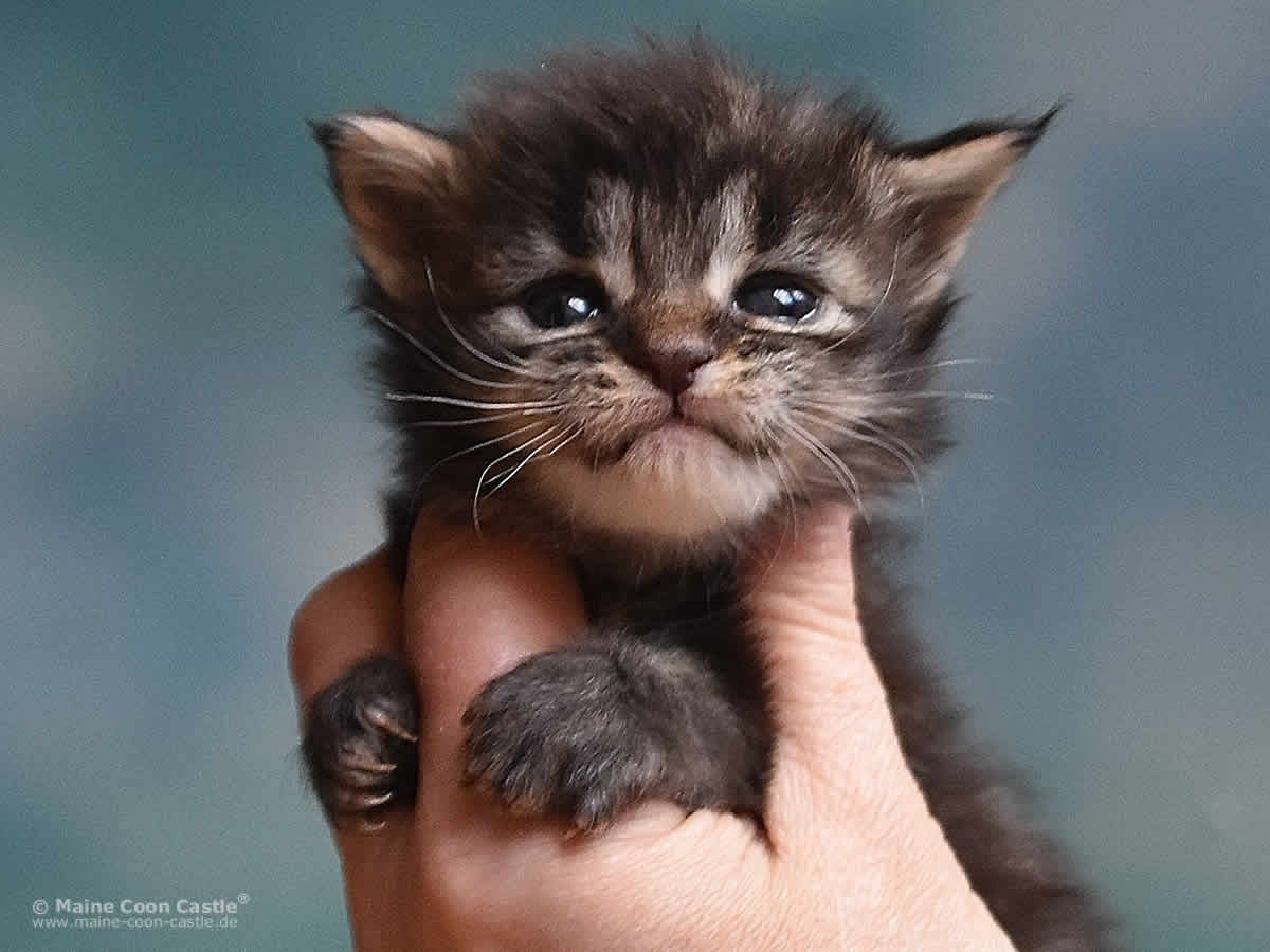 Maine Coon Kitten Peppo 3 Wochen