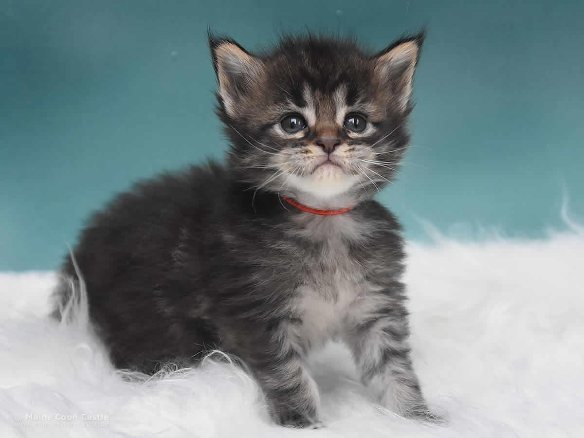 Maine Coon Kitten Peppo 4 Wochen alt