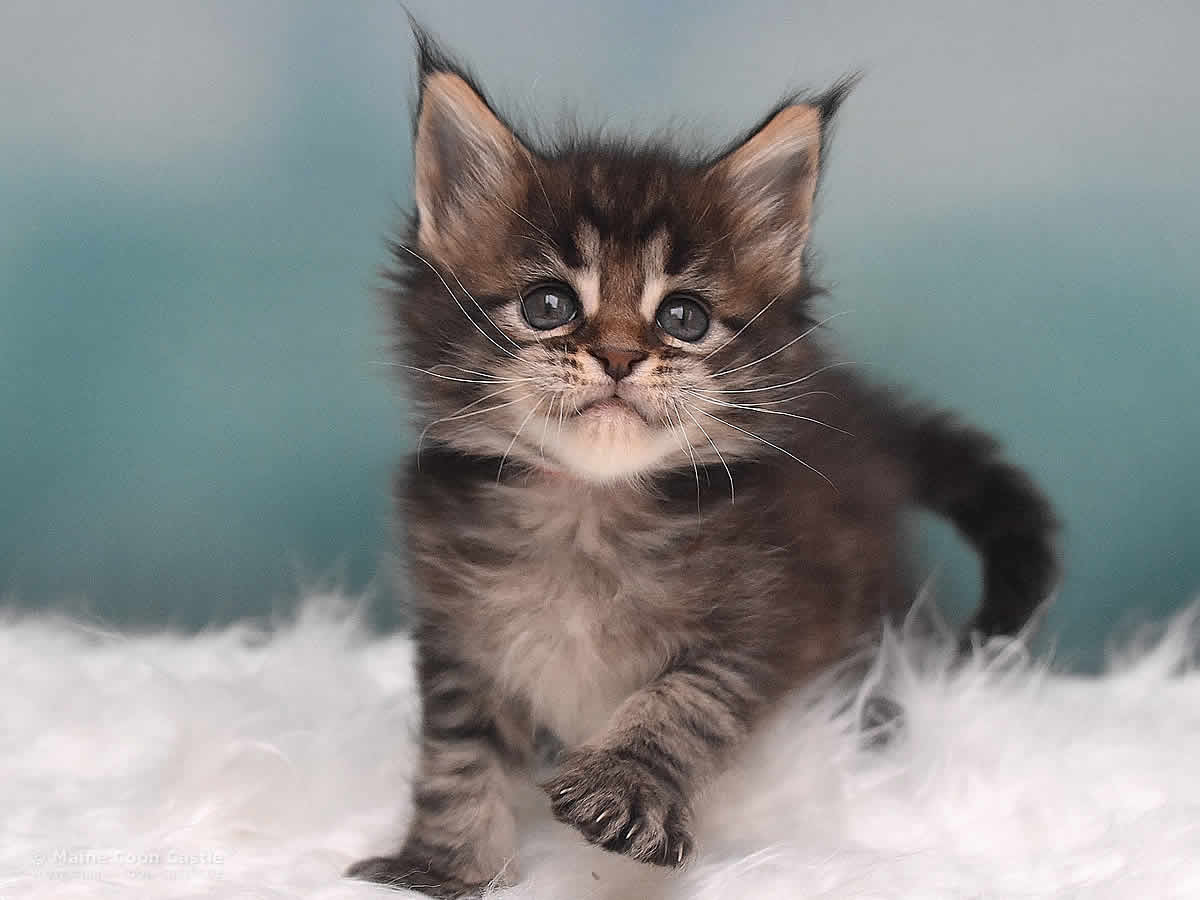 Maine Coon Kitten Peppo 5 Wochen alt