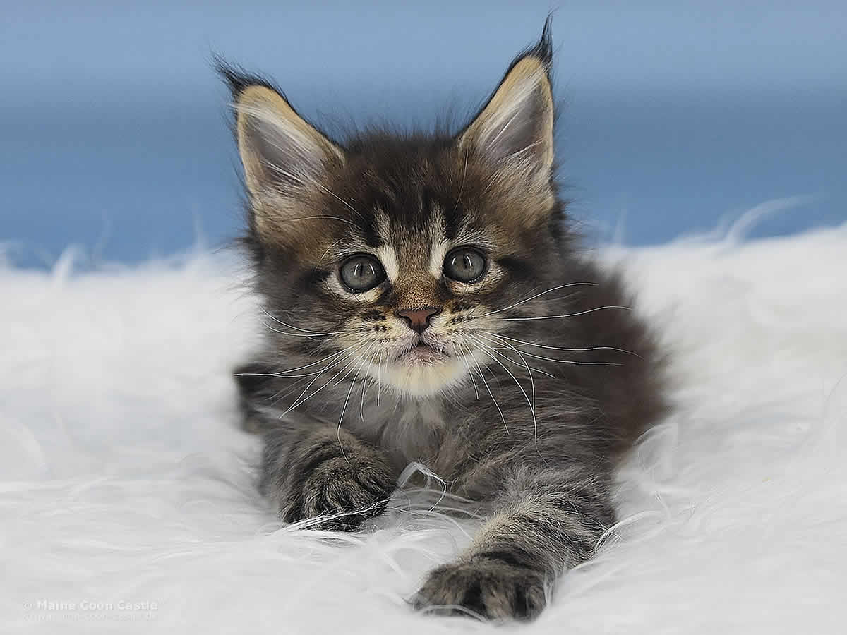 Maine Coon Kitten Peppo 7 Wochen alt