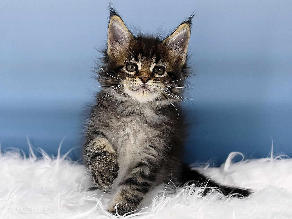 Maine Coon Kitten Peppo 8 Wochen alt