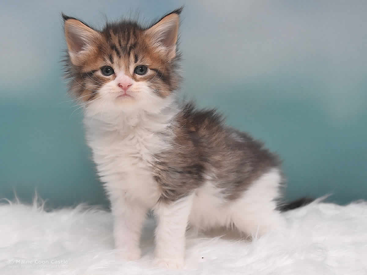 Maine Coon Kitten Phila 5 Wochen alt