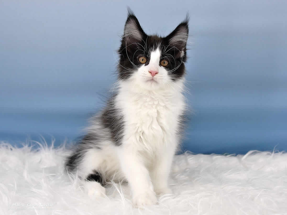 Maine Coon Kitten Pippo 12 Wochen alt