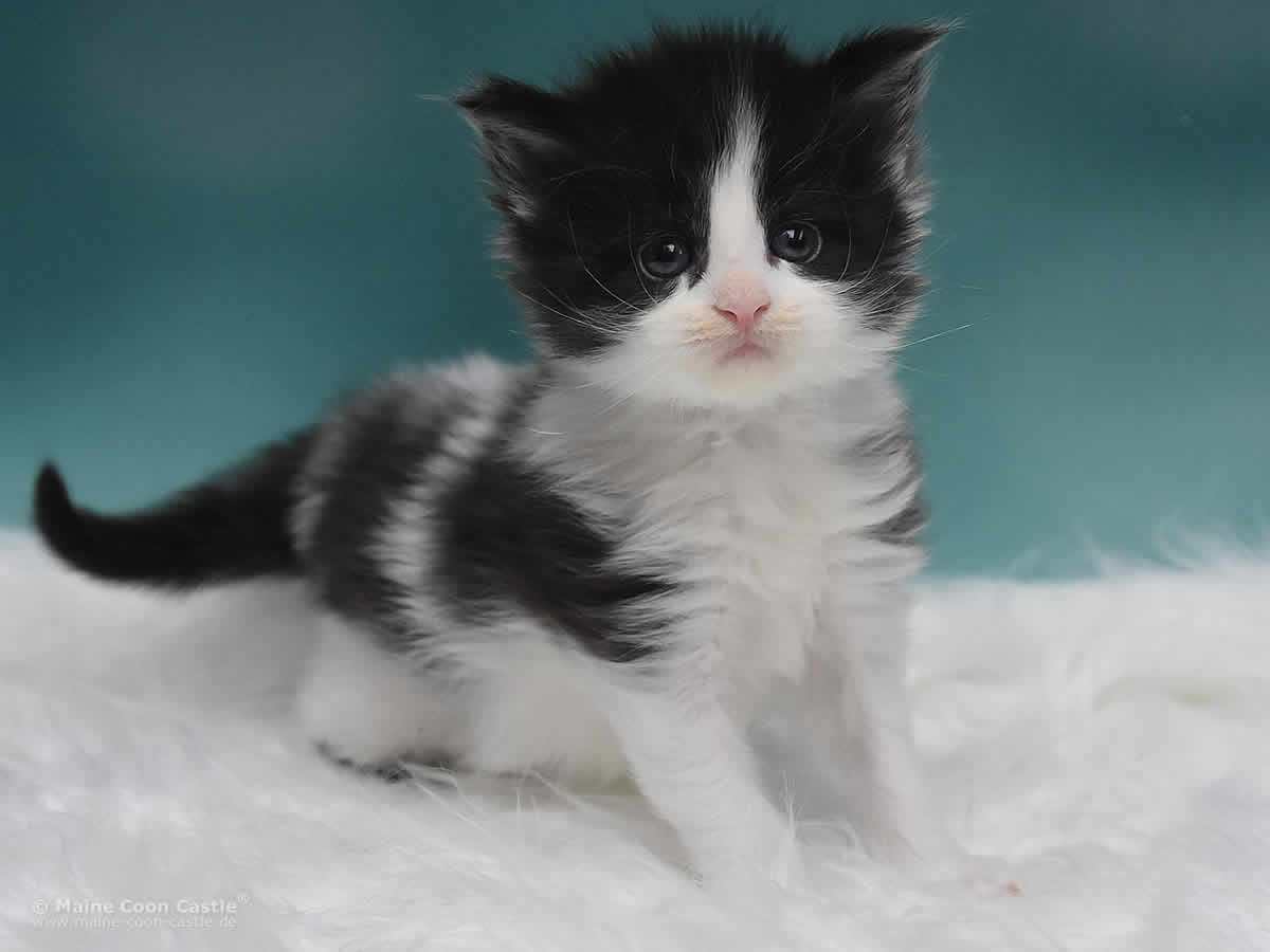 Maine Coon Kitten Pippo 4 Wochen alt